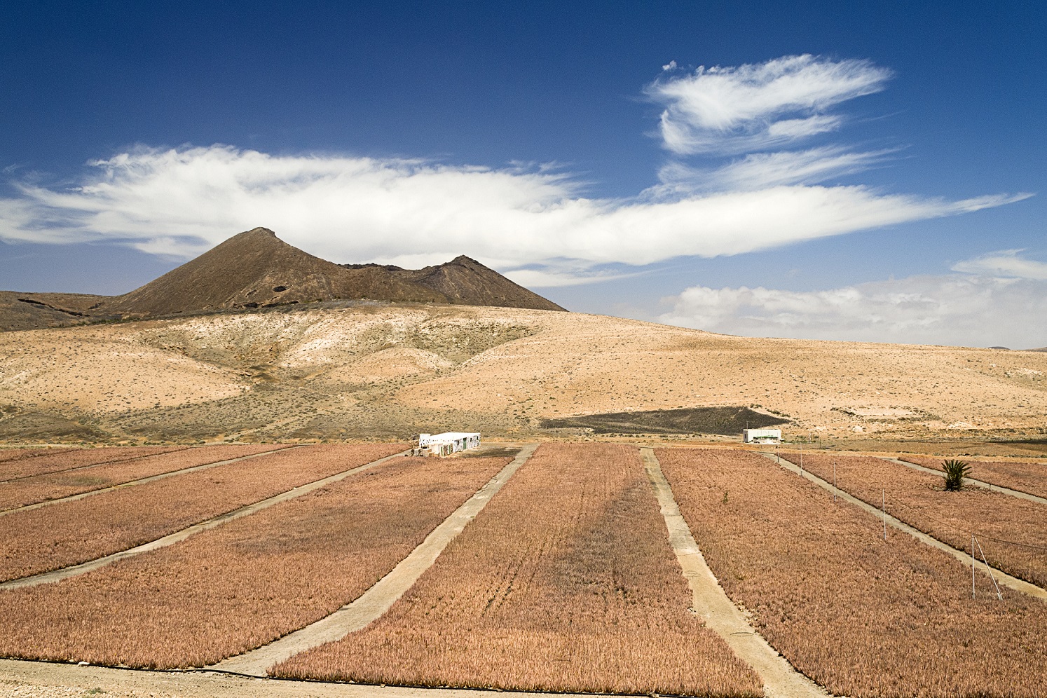 
Fuerteventūra: amžinas pavasaris dykumoje ir daug malūnų				