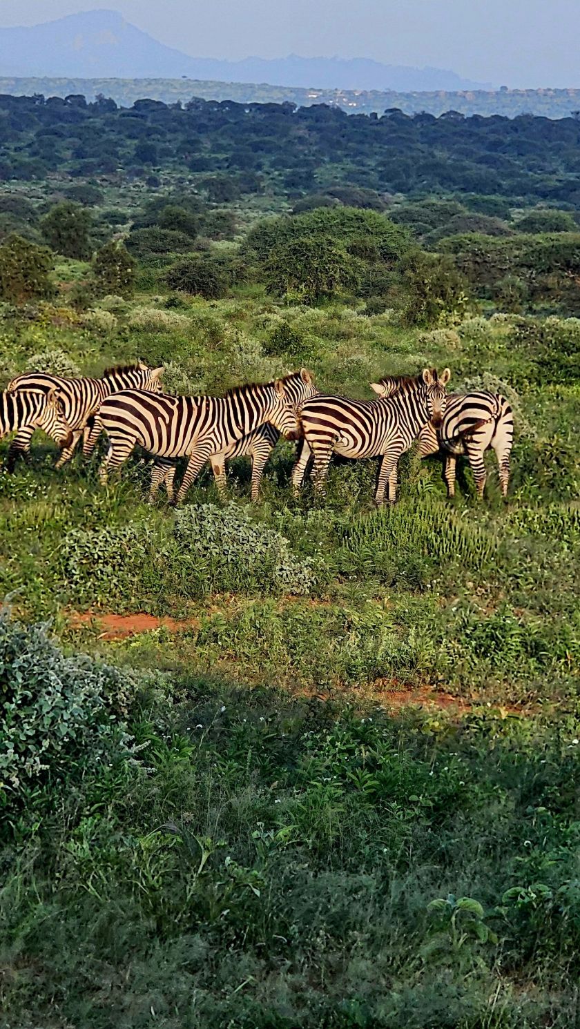 
Įstabaus grožio gamta, įspūdingas safaris ir pažintis su beždžionių policija: kuo Saugirdui Vaitulioniui įsiminė kelionė į Keniją?                