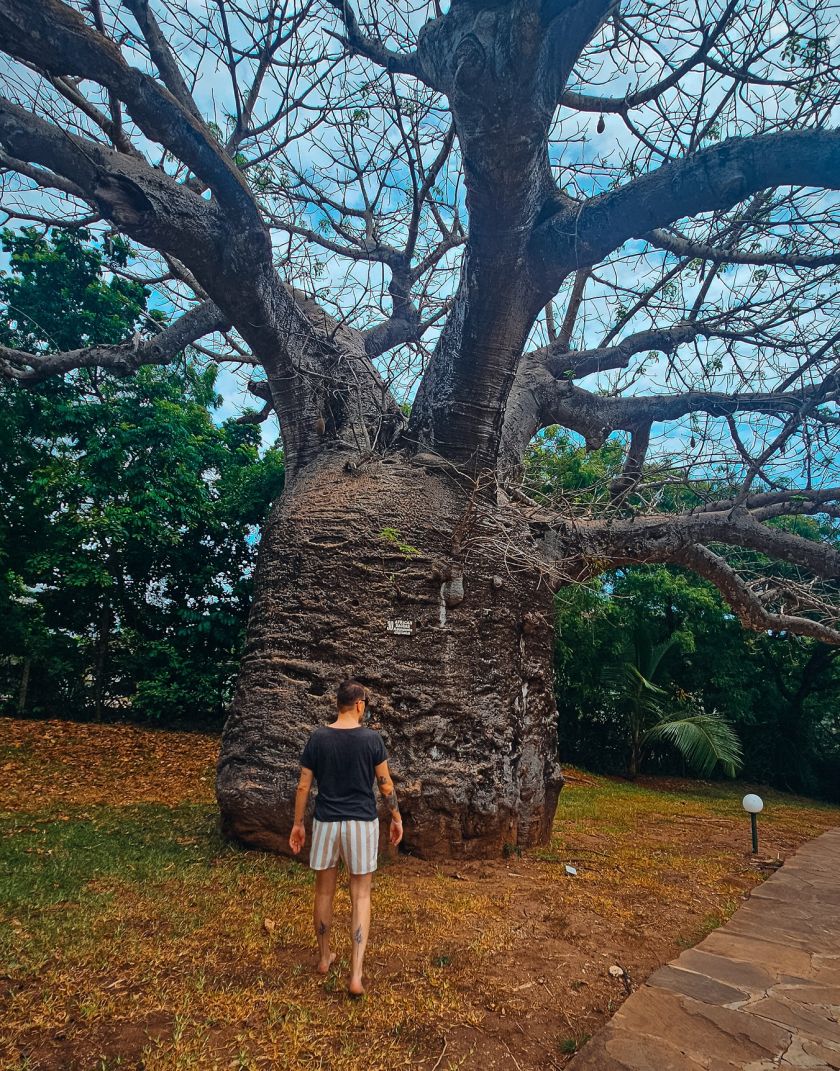 
Įstabaus grožio gamta, įspūdingas safaris ir pažintis su beždžionių policija: kuo Saugirdui Vaitulioniui įsiminė kelionė į Keniją?                