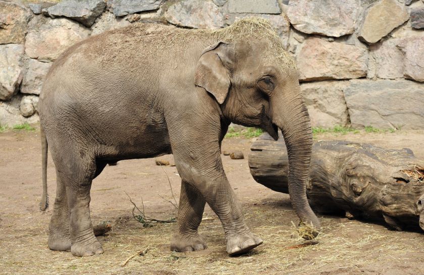 Idėja trumpam rudens pabėgimui: 3 smagiausi nuotykių parkai Švedijoje vaikams – pilną glėbį įspūdžių parsiveš ir tėvai